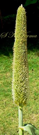  Inflorescence